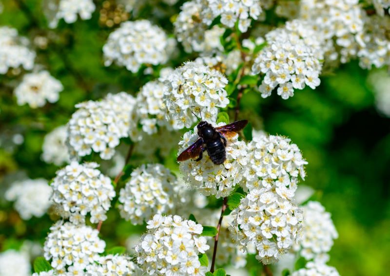 Effective Mediation Strategies carpenter bees